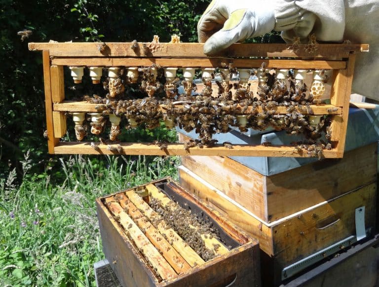 Cellules de greffage étirées en cellules royale, à la sortie des éleveuses