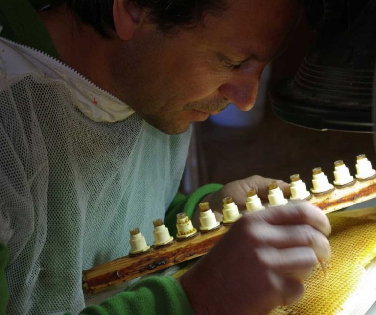 Apiculteur effectuant un greffage de reines Buckfast chez Altigoo