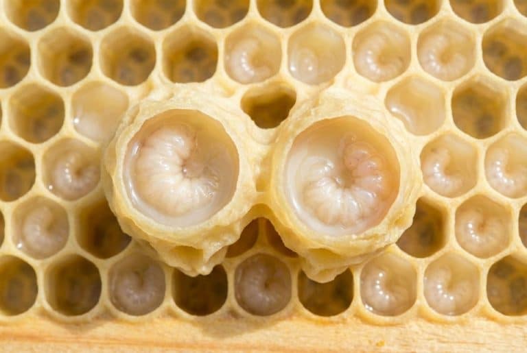 Larves dans leurs cellules sur un lit de gelée royale.