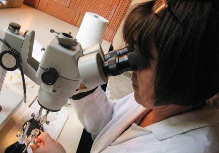 Marlgortza Bienkowska insémine artificiellement une reine : prélèvement de sperme.