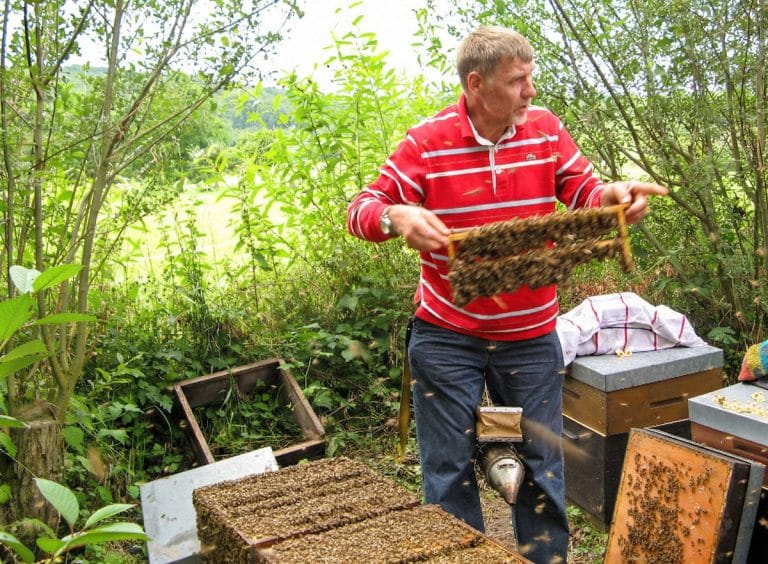 Jos Guth : production de cellules royales au Luxembourg