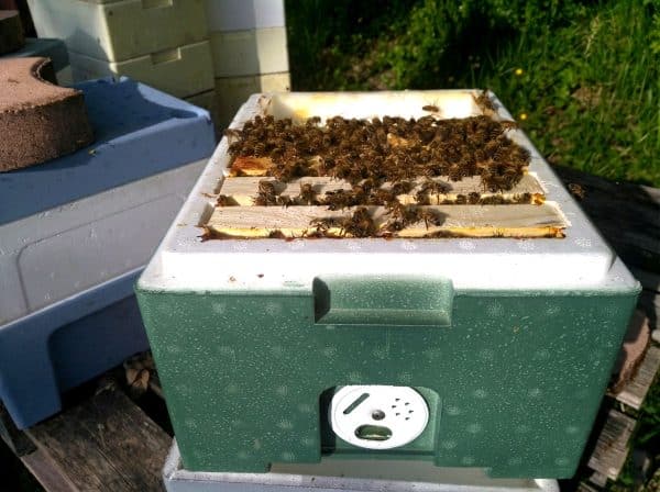 nuclei de fécondation Kieler, ouvert avant la récolte de la reine fécondée