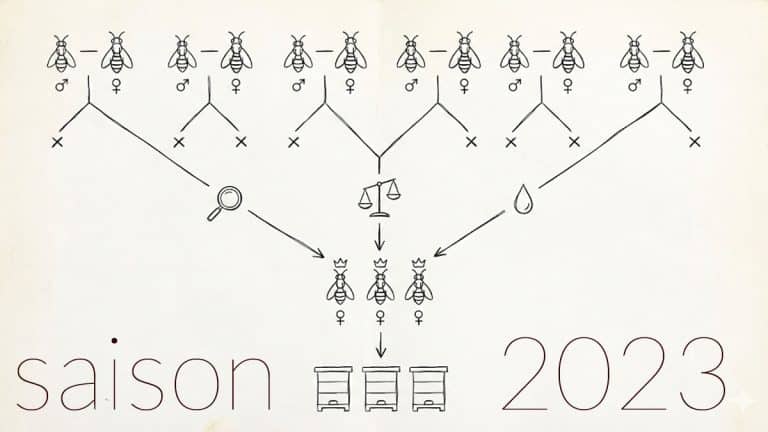 Généalogie & pedigrees des reines inséminées en 2023 aux Ruchers de Cocagne