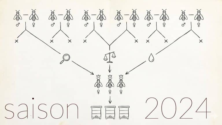Généalogie & pedigrees des reines inséminées en 2024 aux Ruchers de Cocagne