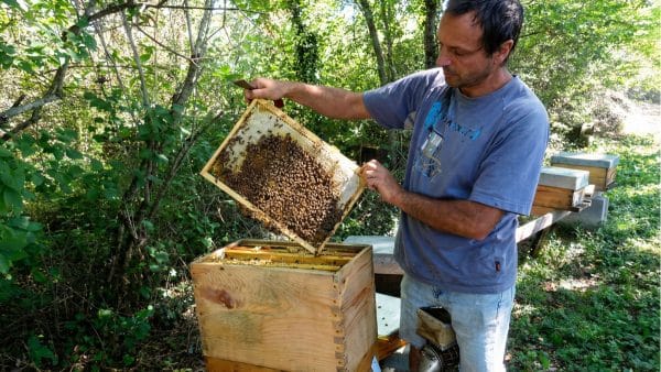 Philippe Huau, apiculteur aux Ruchers de Cocagne, contrôle d'un essaim