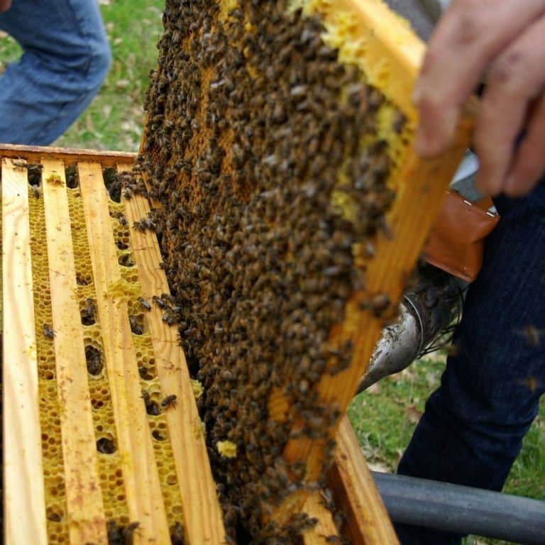 Production d'essaims sur cadres de corps, en ruchettes 6 cadres.