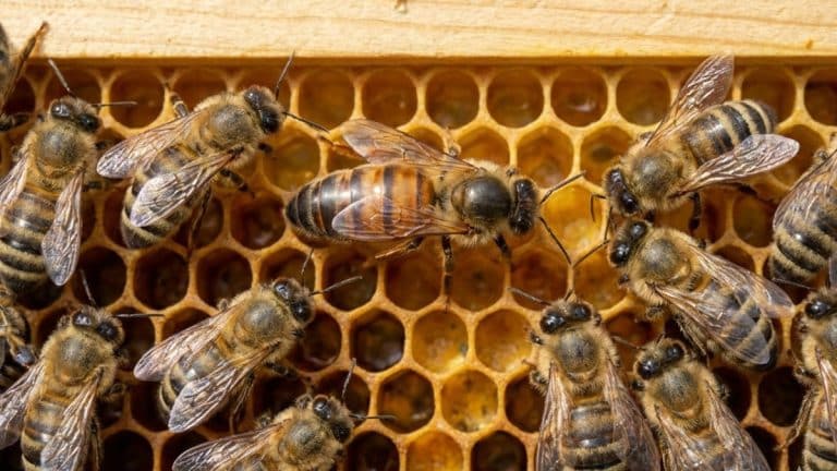 Reine fécondée sur un cadre de cire, entourée de ses abeilles.