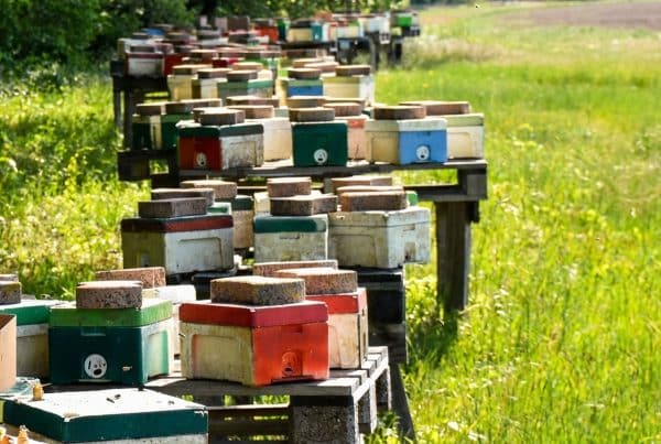 rucher de nuclei de fécondation Kieler